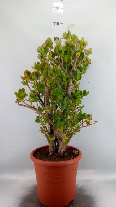 <h4>Crassula ovata</h4>