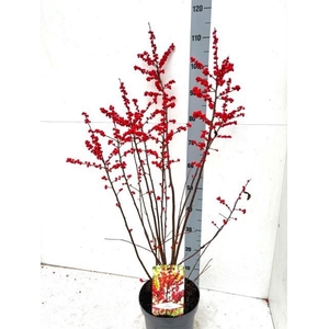 ILEX VERTICILLATA