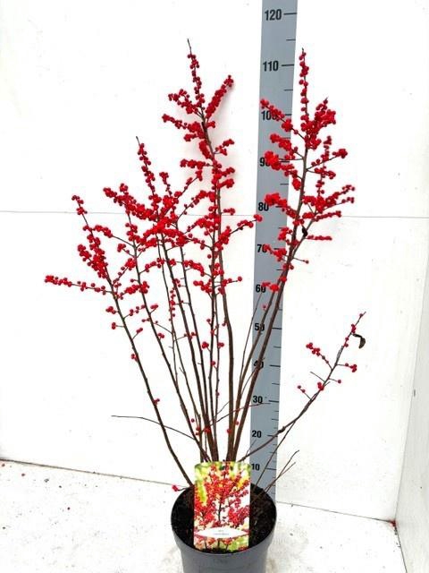 <h4>ILEX VERTICILLATA</h4>