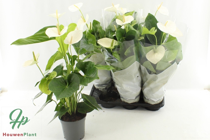 <h4>ANTHU AN ALASKA</h4>