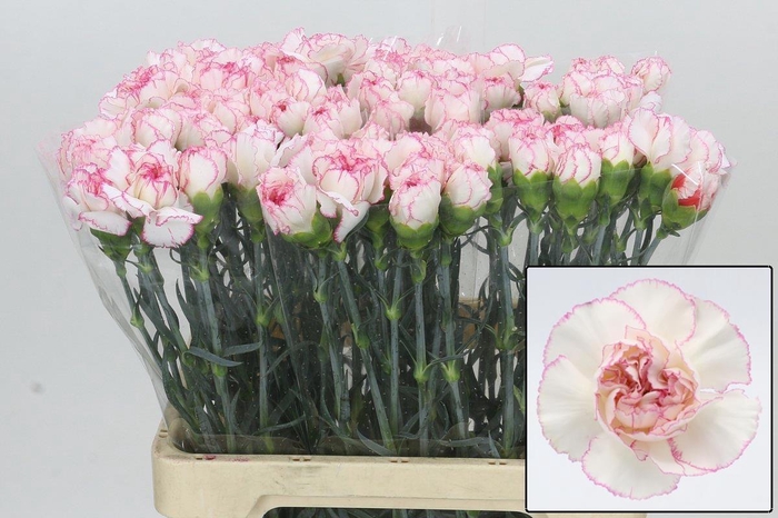 <h4>DI ST POIROT BIANCO</h4>