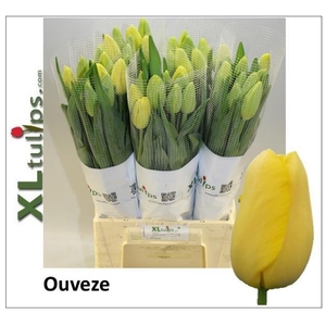 TU EN OUVEZE