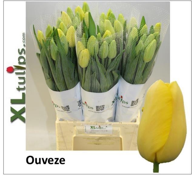 <h4>TU EN OUVEZE</h4>