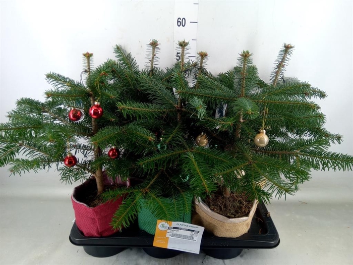 <h4>Abies nordman.</h4>