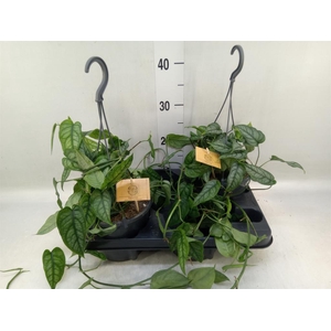 Monstera siltepecana