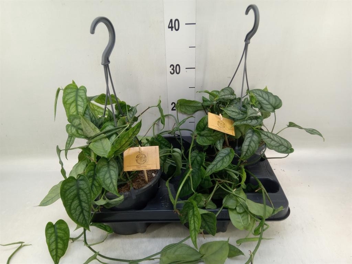 <h4>Monstera siltepecana</h4>