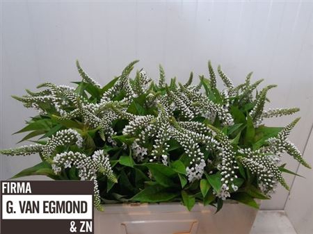 <h4>Lysimachia Clethroides</h4>