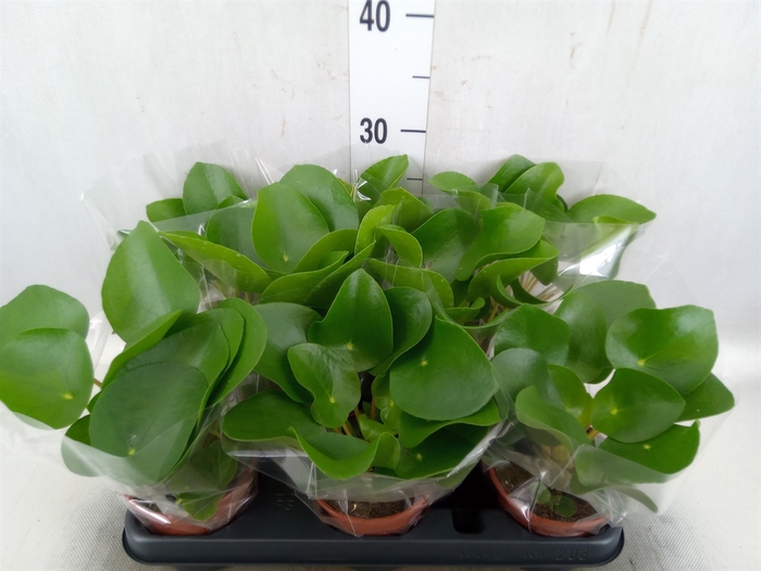 <h4>Pilea peperomoides</h4>