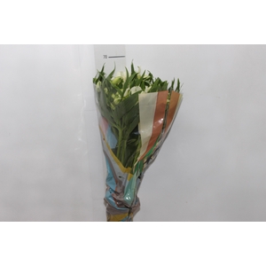 ALSTROEMERIA  AKEMI 070 CM