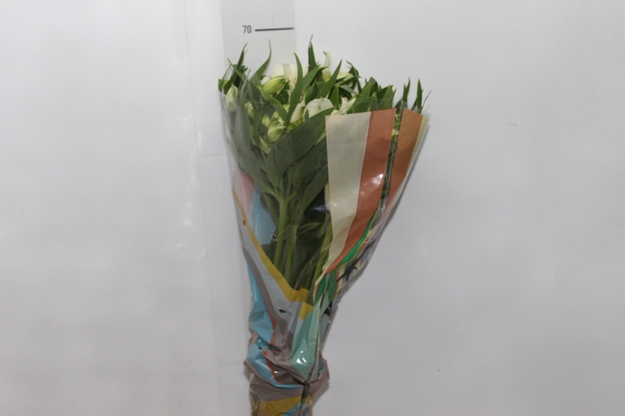 ALSTROEMERIA  AKEMI 070 CM
