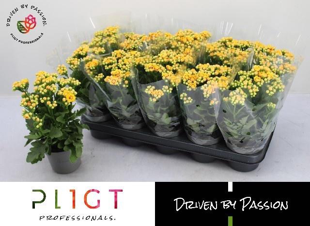 <h4>KAL GE MF LAUSANNE</h4>