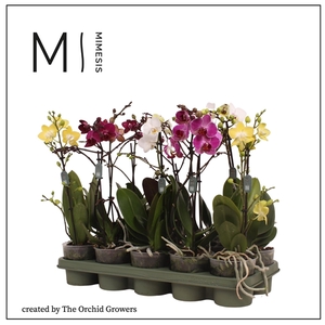 Mimesis Phal. Multi Mix - 1 spike 12cm