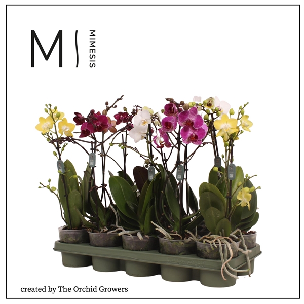 <h4>Mimesis Phal. Multi Mix - 1 spike 12cm</h4>