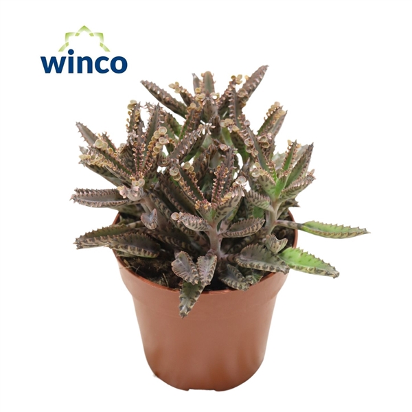<h4>Kalanchoe Daigremontiana "Mother of Thousands"</h4>