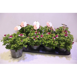 arr8 Pel Gr Senna Angel Aroma