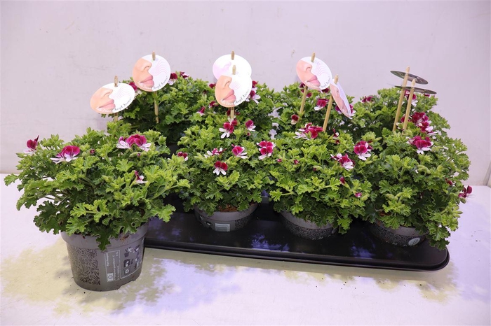 <h4>arr8 Pel Gr Senna Angel Aroma</h4>