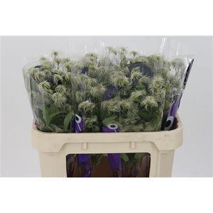 Clematis Amazing Kibo Seed