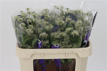 <h4>Clematis Amazing Kibo Seed</h4>