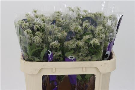 <h4>Clematis Amazing Kibo Seed</h4>