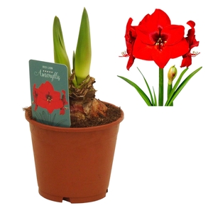 Hippeastrum Red Lion regular assortiment