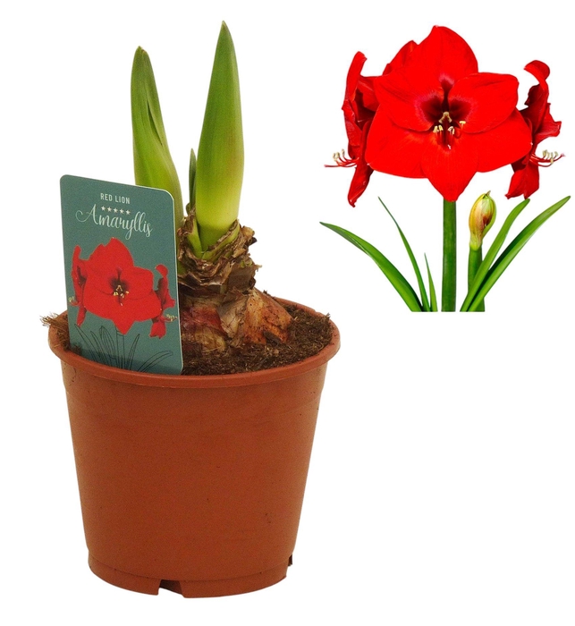 <h4>Hippeastrum Red Lion regular assortiment</h4>
