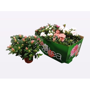 RHODO SI GEM