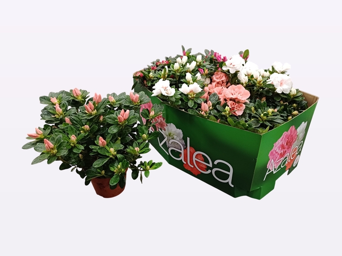 <h4>RHODO SI GEM</h4>
