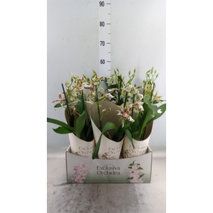 Aliceara  'Renaissance White'