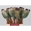 Protea Barbigera Snow Princess