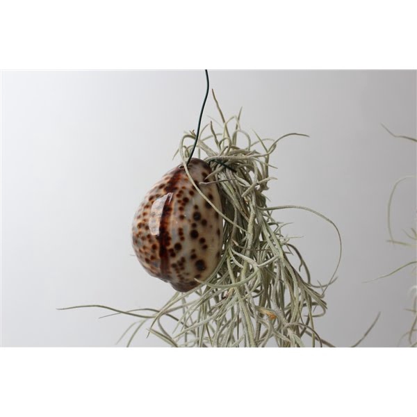 <h4>Tillandsia Tigris schelp</h4>