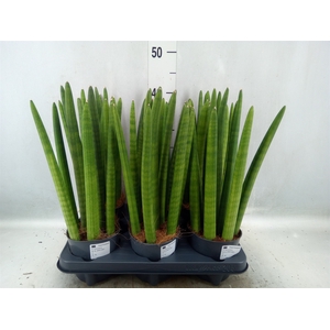 Sansevieria cyl.  ...