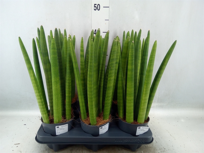 <h4>Sansevieria cyl.  ...</h4>