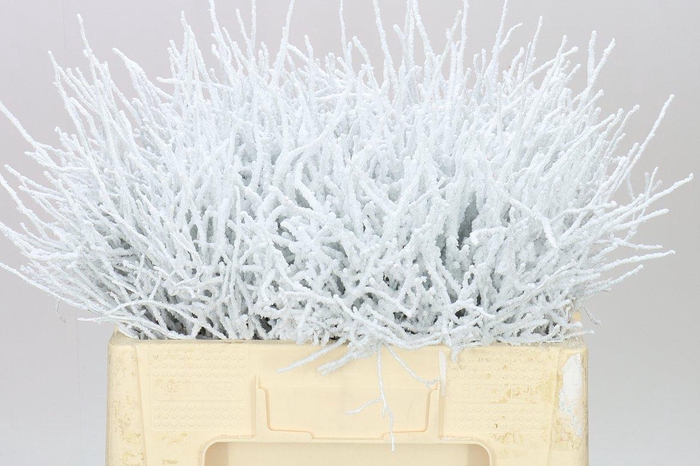 <h4>Vac Huck Flocked White</h4>