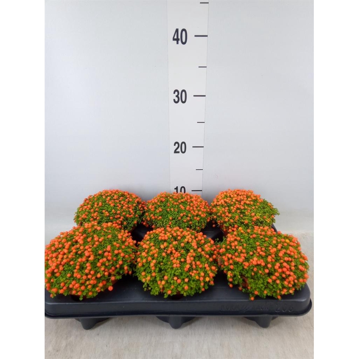 <h4>Nertera granadensis 'Astrid'</h4>