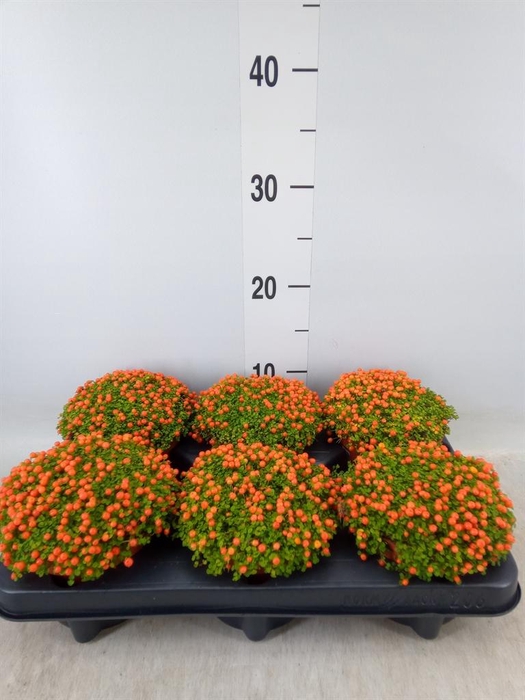 Nertera granadensis 'Astrid'