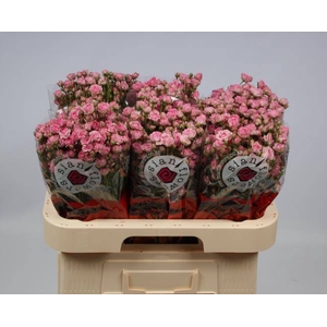 Rosa spray gypsy rose