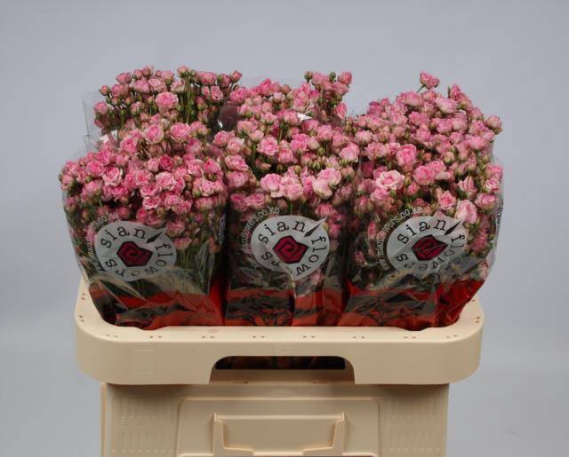 <h4>Rosa spray gypsy rose</h4>