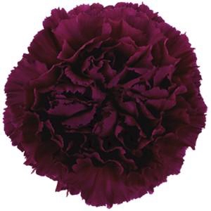 <h4>Dianthus st golem</h4>