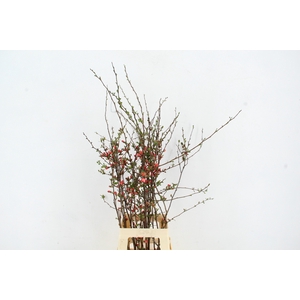 CHAENOMELES JAPONICA RED 065CM