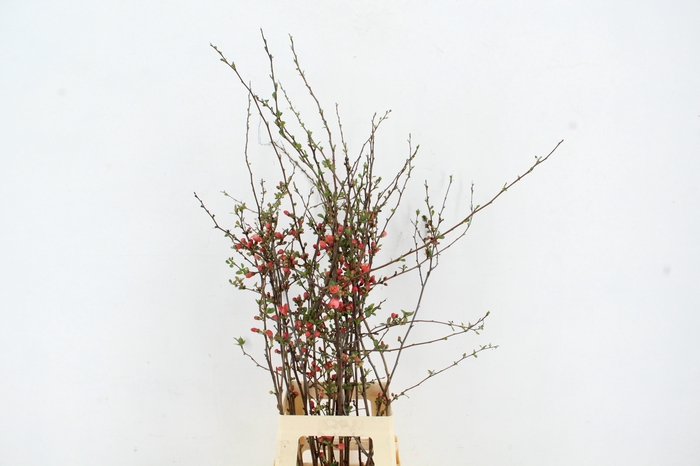 <h4>CHAENOMELES JAPONICA RED 065CM</h4>
