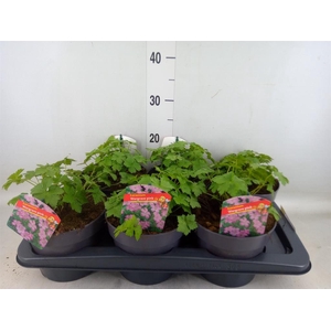 Geranium endressii 'Wargrave Pink'