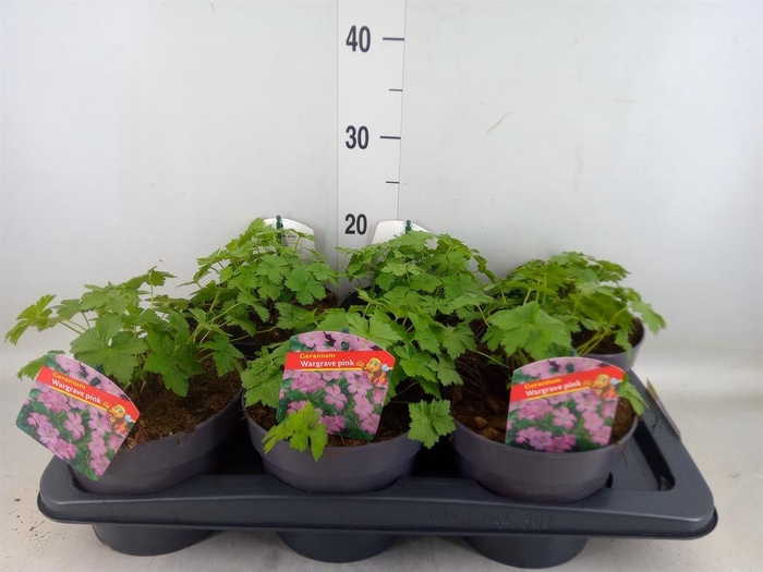 <h4>Geranium endressii 'Wargrave Pink'</h4>