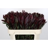 Leucadendron Saf Sunset Dark Red