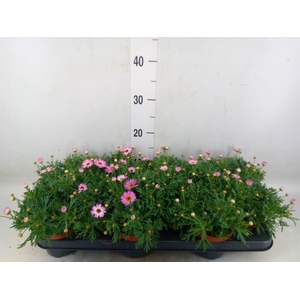 Argyranthemum  'La Rita Pink'