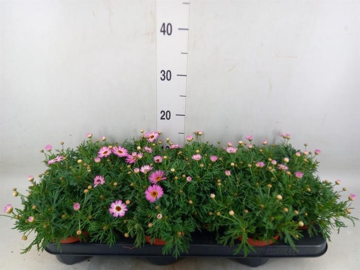 <h4>Argyranthemum  'La Rita Pink'</h4>