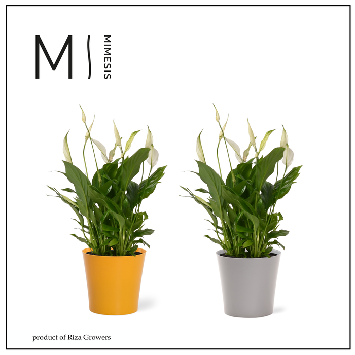 <h4>Mimesis Spathiphyllum Bellini -13 cm in Linge</h4>