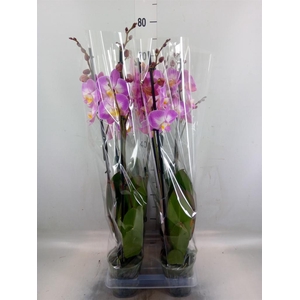 Phalaenopsis  'Ant Split'