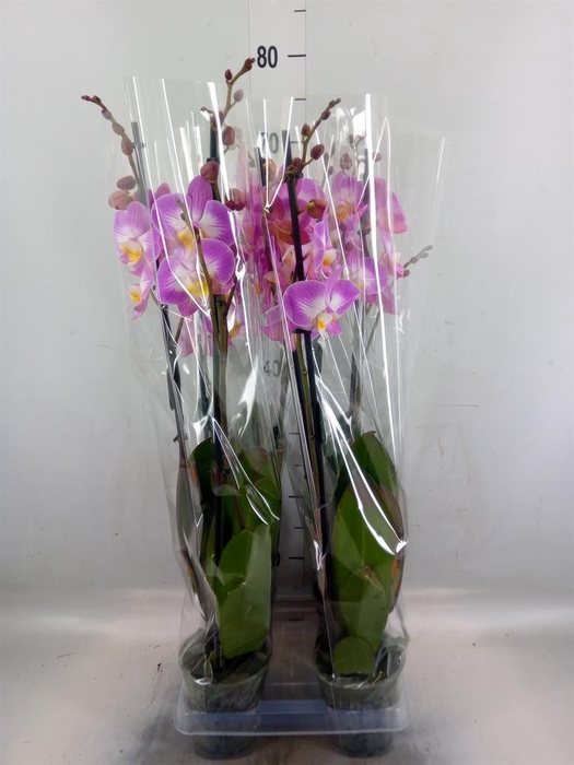 <h4>Phalaenopsis  'Ant Split'</h4>