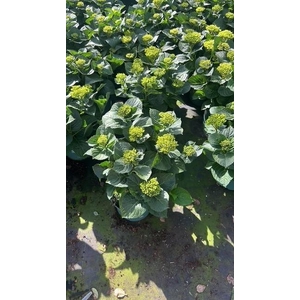 Hydrangea Magical® 23cm mix rijp 1 (kopie)