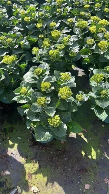 <h4>Hydrangea Magical® 23cm mix rijp 1 (kopie)</h4>